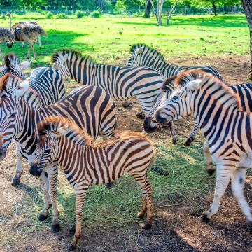 毛里求斯5日4晚拼小团 毛里求斯5日4晚拼小团