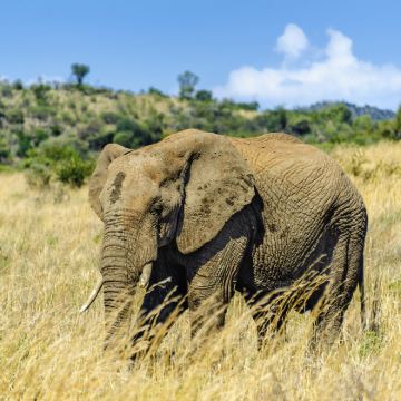 南非20日17晚跟团游 南非20日17晚跟团游
