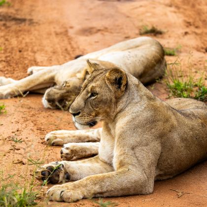 坦桑尼亚+塔兰吉雷国家公园+恩戈罗恩戈罗保护区+塞伦盖蒂国家公园10日7晚跟团游 坦桑尼亚+塔兰吉雷国家公园+恩戈罗恩戈罗保护区+塞伦盖蒂国家公园10日7晚跟团游