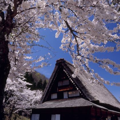 日本名古屋+高山市+白川乡+上高地2日1晚跟团游 日本名古屋+高山市+白川乡+上高地2日1晚跟团游