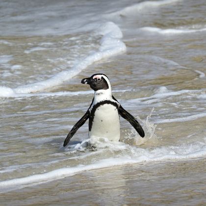 南非开普敦+约翰内斯堡9日8晚私家团 南非开普敦+约翰内斯堡9日8晚私家团