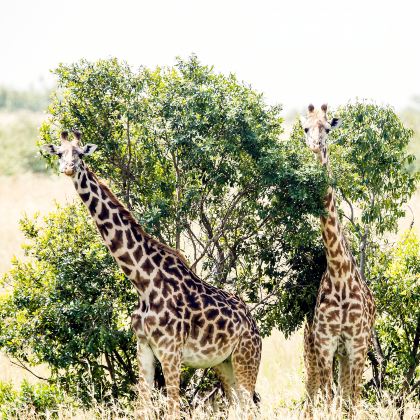 肯尼亚+坦桑尼亚+乌干达+卢旺达+埃塞俄比亚16日13晚跟团游 肯尼亚+坦桑尼亚+乌干达+卢旺达+埃塞俄比亚16日13晚跟团游