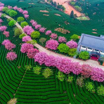 龙岩永福台品樱花茶园一日游 龙岩永福台品樱花茶园一日游
