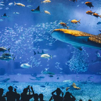 日本东京+冲绳+东京迪士尼海洋+冲绳美丽海水族馆6日5晚私家团 日本东京+冲绳+东京迪士尼海洋+冲绳美丽海水族馆6日5晚私家团