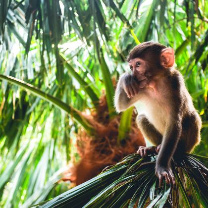 三亚+海口+文昌+万宁+陵水+保亭15日14晚自由行 三亚+海口+文昌+万宁+陵水+保亭15日14晚自由行