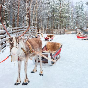芬兰列列维出发:狗拉雪橇之旅 芬兰列列维出发:狗拉雪橇之旅