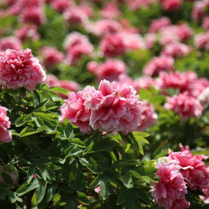 河南郑州+洛阳+开封6日5晚跟团游 河南郑州+洛阳+开封6日5晚跟团游