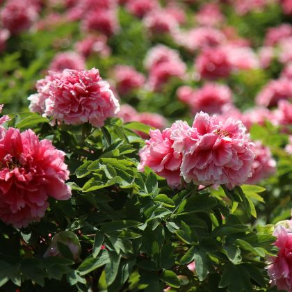 河南郑州+洛阳+开封6日5晚跟团游 河南郑州+洛阳+开封6日5晚跟团游