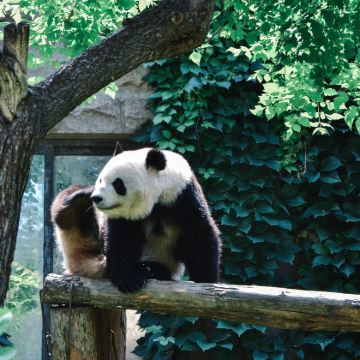 重庆+成都+九寨沟+都江堰6日5晚拼小团 重庆+成都+九寨沟+都江堰6日5晚拼小团