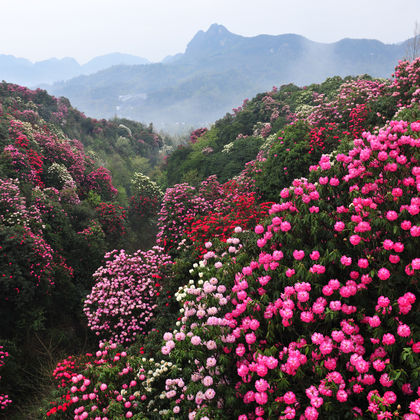 贵州毕节百里杜鹃风景区一日游(含门票+观光车)独立出行 贵州毕节百里杜鹃风景区一日游(含门票+观光车)独立出行