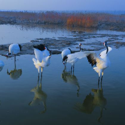 盐城丹顶鹤湿地生态旅游区+中华麋鹿园+荷兰花海一日游 盐城丹顶鹤湿地生态旅游区+中华麋鹿园+荷兰花海一日游