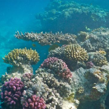 埃及开罗+卢克索+赫尔格达10日9晚自由行 埃及开罗+卢克索+赫尔格达10日9晚自由行