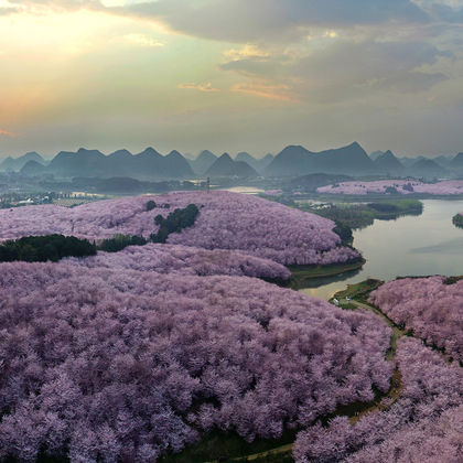 贵安樱花园+红枫湖平坝万亩樱花园一日游 贵安樱花园+红枫湖平坝万亩樱花园一日游