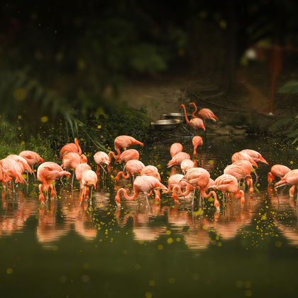广州动物园一日游