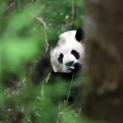 成都+成都大熊猫繁育研究基地+李白故居+剑门关4日3晚私家团