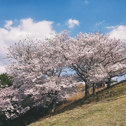 日本大阪+京都+奈良+东京+富士山7日6晚跟团游 日本大阪+京都+奈良+东京+富士山7日6晚跟团游