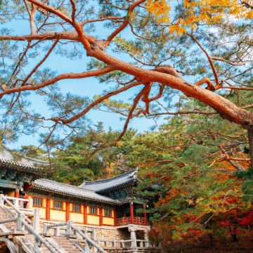 釜山+蔚山+庆州+大邱10日9晚拼小团 釜山+蔚山+庆州+大邱10日9晚拼小团