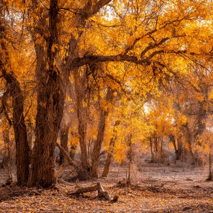 新疆南疆8日7晚拼小团 新疆南疆8日7晚拼小团