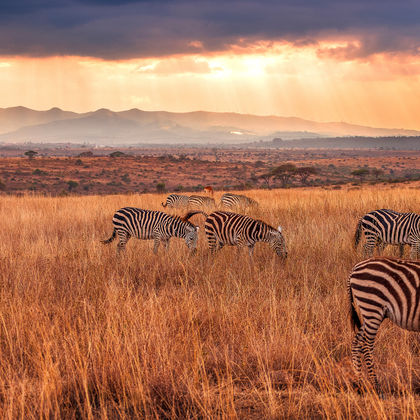 南非+肯尼亚内罗毕国家公园+长颈鹿中心+肯尼亚山动物孤儿院一日游
