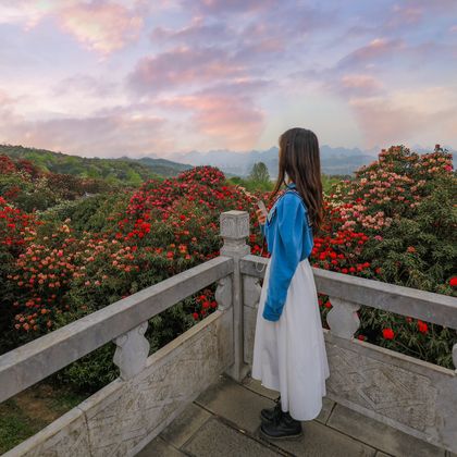 贵州毕节百里杜鹃风景区一日游 贵州毕节百里杜鹃风景区一日游