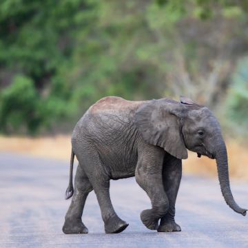 埃塞俄比亚+坦桑尼亚+肯尼亚+赞比亚+博茨瓦纳+津巴布韦+纳米比亚18日15晚跟团游 埃塞俄比亚+坦桑尼亚+肯尼亚+赞比亚+博茨瓦纳+津巴布韦+纳米比亚18日15晚跟团游