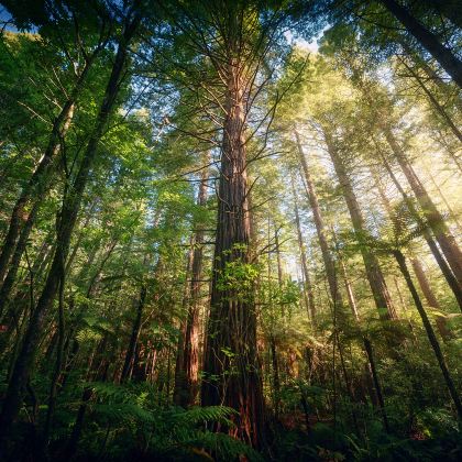 新西兰南岛+北岛+凯库拉+库克山+弗朗兹约瑟夫冰川+特卡波湖20日19晚拼小团 新西兰南岛+北岛+凯库拉+库克山+弗朗兹约瑟夫冰川+特卡波湖20日19晚拼小团