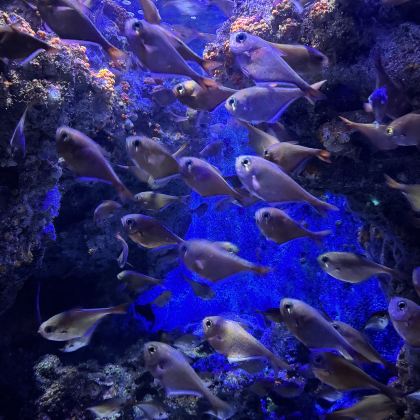 日本东京+冲绳+东京迪士尼乐园+冲绳美丽海水族馆8日7晚私家团 日本东京+冲绳+东京迪士尼乐园+冲绳美丽海水族馆8日7晚私家团