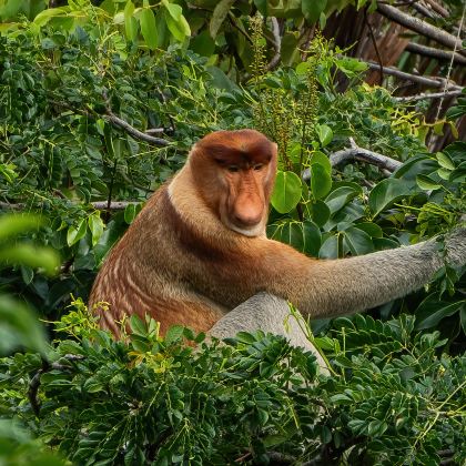马来西亚沙巴9日8晚自由行 马来西亚沙巴9日8晚自由行