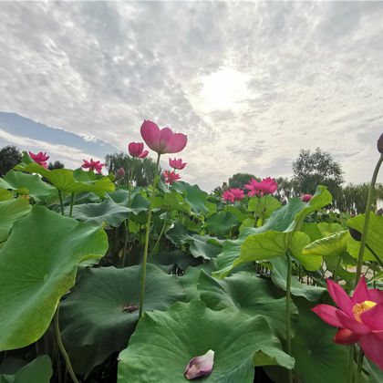 白洋淀风景区一日活动