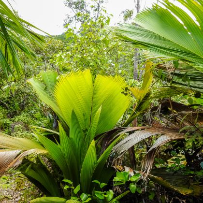塞舌尔6日5晚自由行 塞舌尔6日5晚自由行