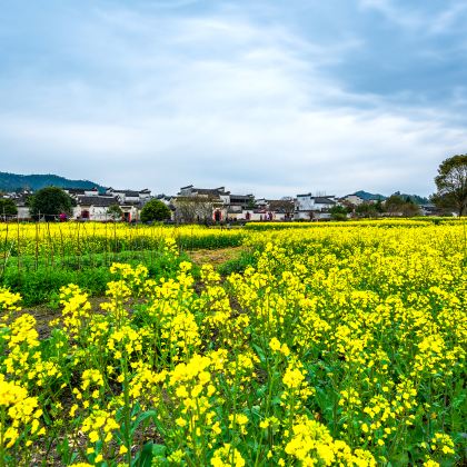 黄山+宏村+西递+婺源篁岭景区5日4晚自由行 黄山+宏村+西递+婺源篁岭景区5日4晚自由行