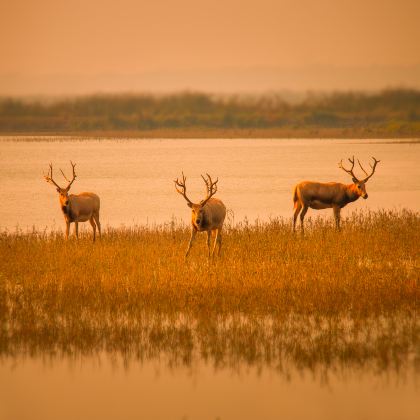 盐城+中华麋鹿园+荷兰花海+荷兰花海-天鹅湖+盐镇水街3日2晚私家团 盐城+中华麋鹿园+荷兰花海+荷兰花海-天鹅湖+盐镇水街3日2晚私家团