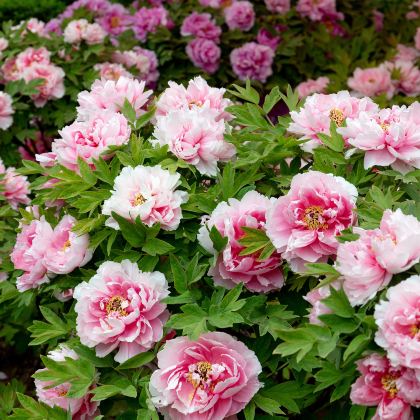 河南郑州+洛阳老君山景区5日4晚跟团游 河南郑州+洛阳老君山景区5日4晚跟团游