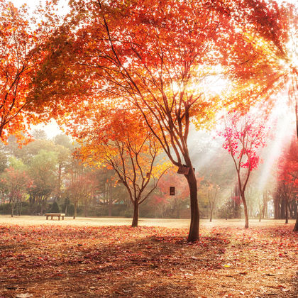 韩国首尔南怡岛+小法兰西+晨静园艺树木园一日游