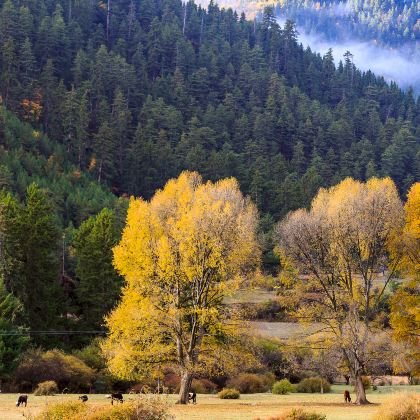 甘南+天水+若尔盖花湖生态旅游区+莲宝叶则景区8日7晚私家团 甘南+天水+若尔盖花湖生态旅游区+莲宝叶则景区8日7晚私家团