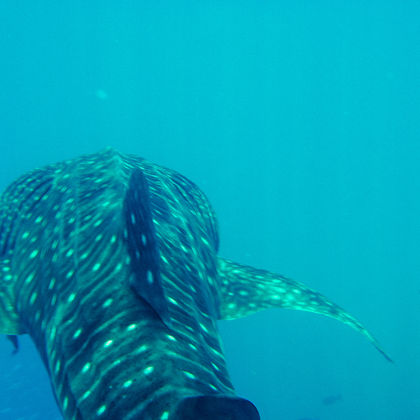 菲律宾宿务奥斯洛布鲸鲨观赏+苏米龙岛一日游