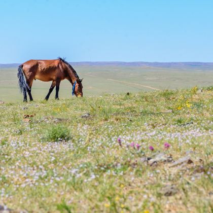 希拉穆仁草原+五当召+响沙湾4日3晚私家团 希拉穆仁草原+五当召+响沙湾4日3晚私家团