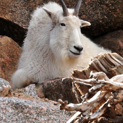 丹佛+众神花园+洛矶山国家公园5日4晚私家团 丹佛+众神花园+洛矶山国家公园5日4晚私家团