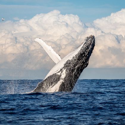 澳大利亚悉尼+凯恩斯16日14晚拼小团 澳大利亚悉尼+凯恩斯16日14晚拼小团