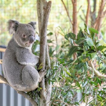 澳大利亚悉尼+墨尔本+堪培拉11日10晚自由行 澳大利亚悉尼+墨尔本+堪培拉11日10晚自由行