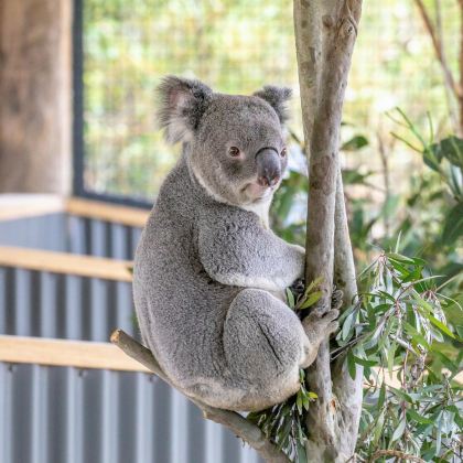 澳大利亚悉尼+墨尔本+堪培拉11日10晚自由行 澳大利亚悉尼+墨尔本+堪培拉11日10晚自由行