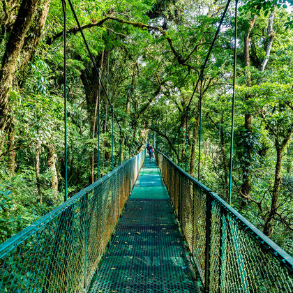 哥斯达黎加蒙特维多云雾森林保护区一日游