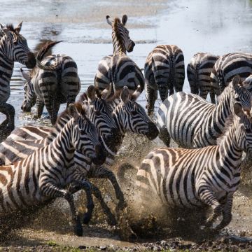 肯尼亚+坦桑尼亚13日12晚私家团 肯尼亚+坦桑尼亚13日12晚私家团