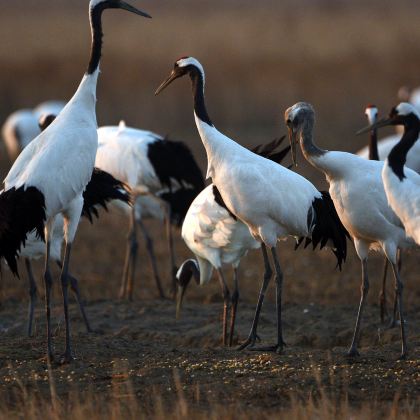 盐城+中华麋鹿园+丹顶鹤湿地生态旅游区+荷兰花海3日2晚私家团 盐城+中华麋鹿园+丹顶鹤湿地生态旅游区+荷兰花海3日2晚私家团