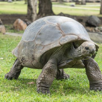 毛里求斯8日7晚拼小团 毛里求斯8日7晚拼小团