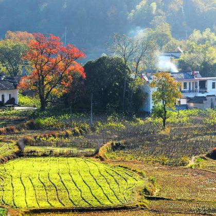 宏村景区+塔川+西递+黄山风景区4日3晚私家团 宏村景区+塔川+西递+黄山风景区4日3晚私家团
