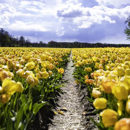 江苏盐城+荷兰花海+丹顶鹤湿地生态旅游区+盐镇水街3日2晚私家团 江苏盐城+荷兰花海+丹顶鹤湿地生态旅游区+盐镇水街3日2晚私家团