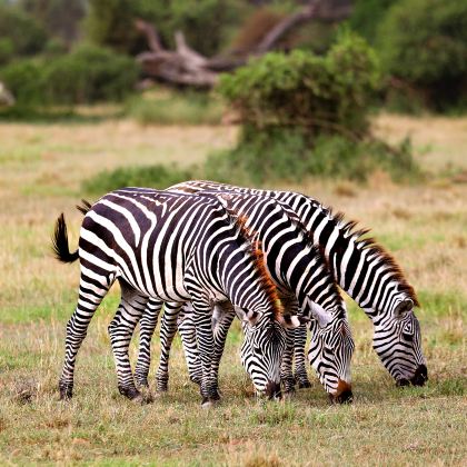 肯尼亚内罗毕+桑布鲁+地狱之门国家公园+马赛马拉国家保护区8日7晚自由行 肯尼亚内罗毕+桑布鲁+地狱之门国家公园+马赛马拉国家保护区8日7晚自由行