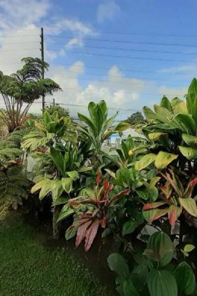 Paradise Cottage at Anthurium Hale
