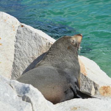 澳大利亚墨尔本+悉尼+普芬比利蒸汽火车+菲利普岛+Mill Bay Boardwalk+Raymond Island+杰维斯湾+凯阿马喷水孔+海崖大桥9日8晚私家团 澳大利亚墨尔本+悉尼+普芬比利蒸汽火车+菲利普岛+Mill Bay Boardwalk+Raymond Island+杰维斯湾+凯阿马喷水孔+海崖大桥9日8晚私家团